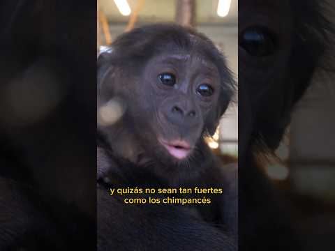 Video: ¿Un macaco es un mono?