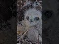 Cute Close-Up With Snoozing Red-tailed Hawk Chicks