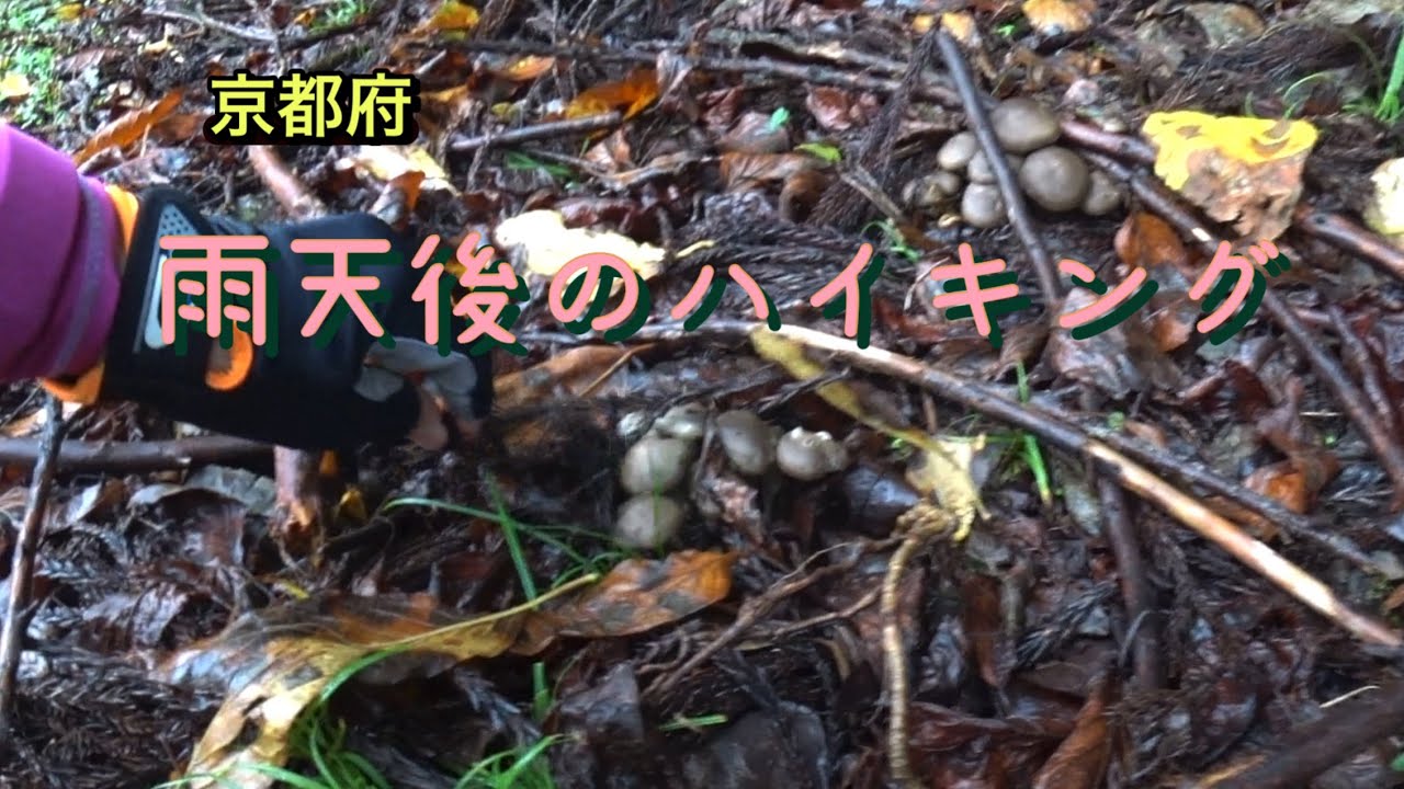 【京都府】雨上がりのハイキングは公園がいい　　　2025年10月5日