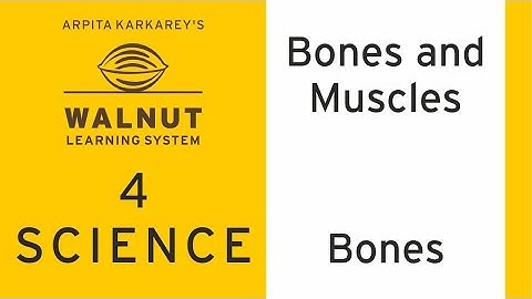 4 Science - Bones and Muscles - Bones