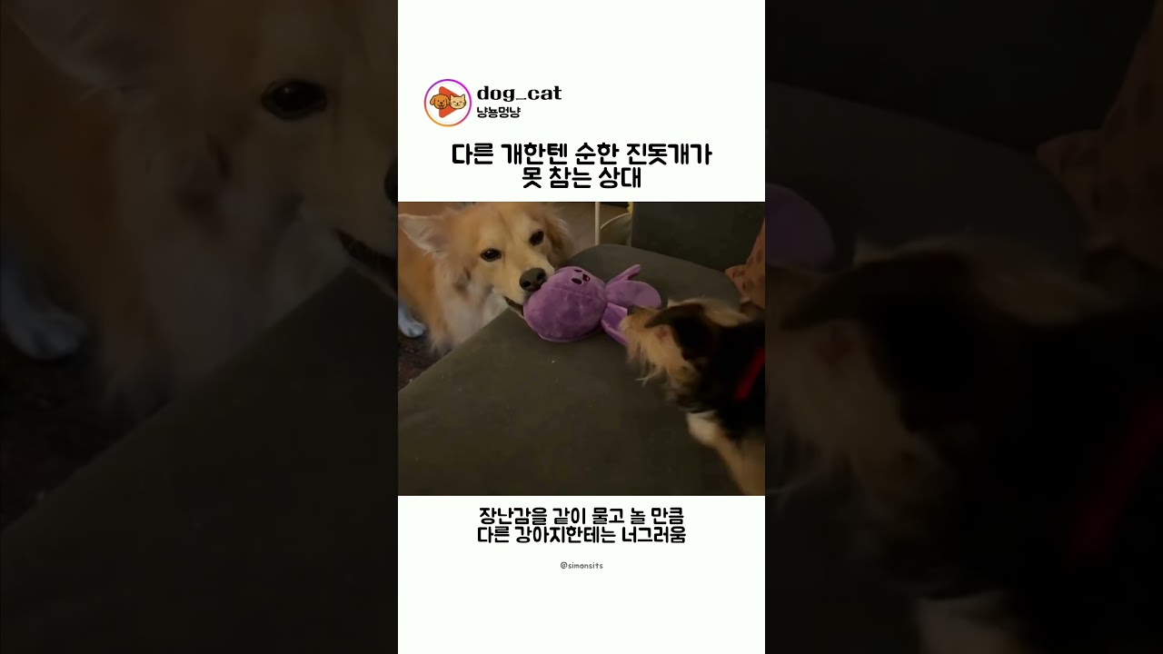 다른 개한텐 순한 진돗개가 못 참는 상대