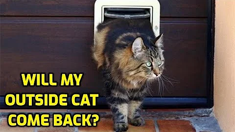 Will My Cat Come Back If I Let It Outside?