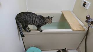 お風呂の中に落ちた猫