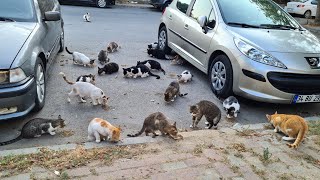 20 hungry stray cats meow for food at the same time.