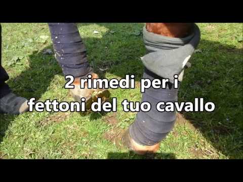 Video: Quattro problemi di salute trovati in Draft Horses