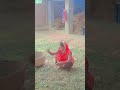 मां के लिए प्यार दिजिए ❤️❤️