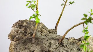 Bonsai design - making a Root over Rock hawthorn landscape