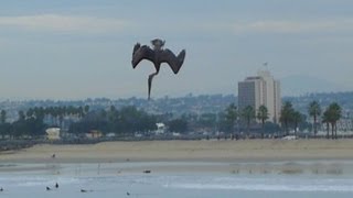 Pelican Power Diving for Fish
