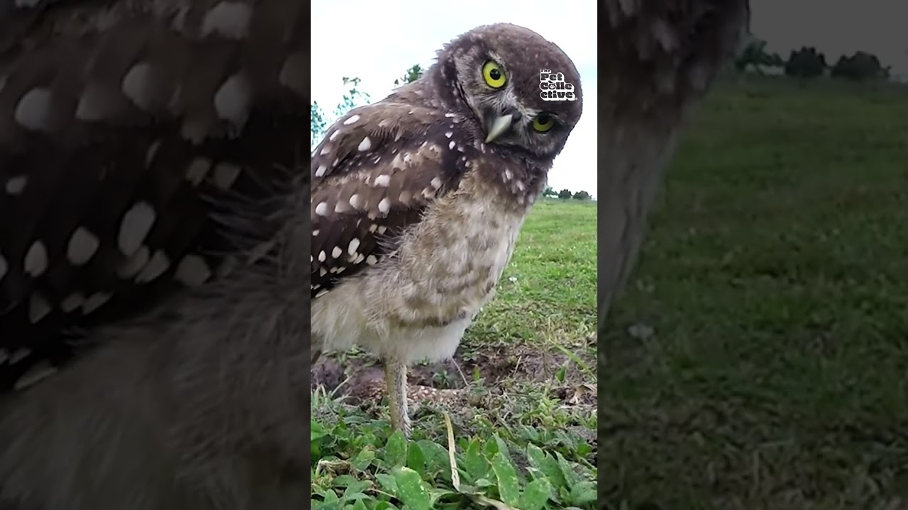 Undercover Animals - Great Outdoor Edition