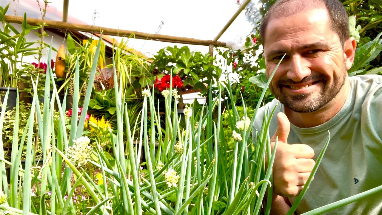 REPLANTIO DE CEBOLINHA E DICAS PARA ENGROSSA-LA 