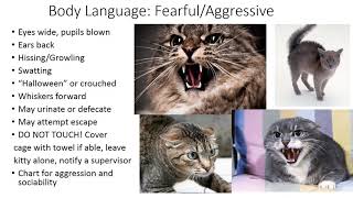 Shelter Cat Behavior 101