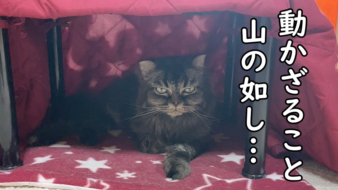 かっこいい感じで夢こたつに入り浸る猫【保護猫・老猫】 - YouTube