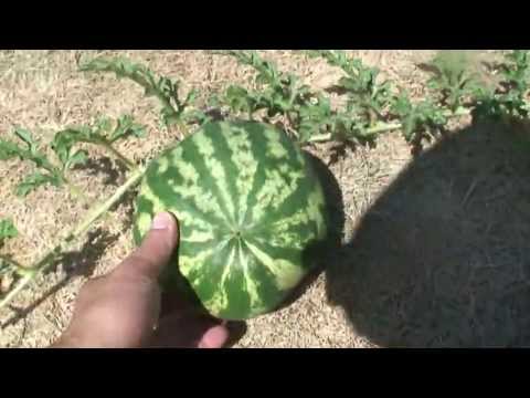 Watermelon--Irregular Watering Cycle Can Ruin Your Crop