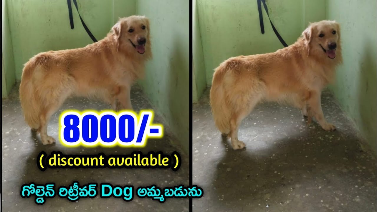 top quality Golden Retriever dog for sale in telugu/ sold out /aj pets