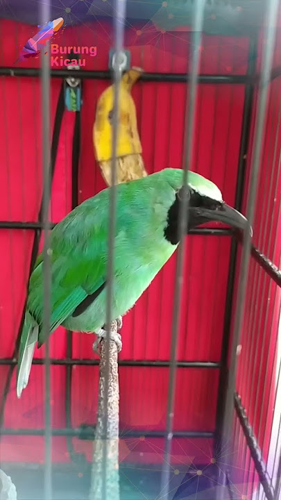 PANCINGAN CUCAK IJO BIAR EMOSI