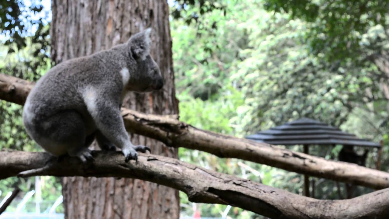 Koalas Talking To Each Other During Mating Season MUST SEE Koalas Talking To Each Other During Mating Season MUST SEE