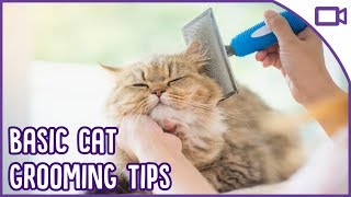 Basic Cat Grooming  TOP TIPS!