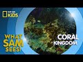 Coral Kingdom | What Sam Sees