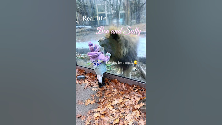 Brave 18 month old baby plays with lion #toddlermom #toddler #lion #franklinparkzoo