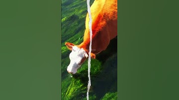 🐮 The END of Wire Fences | The Technology of Virtual Fences for Cattle