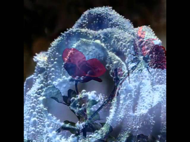 Watch The Rose - Trumpet solo (Fernando Lopez) on YouTube Watch The Rose - Trumpet solo (Fernando Lopez) on YouTube