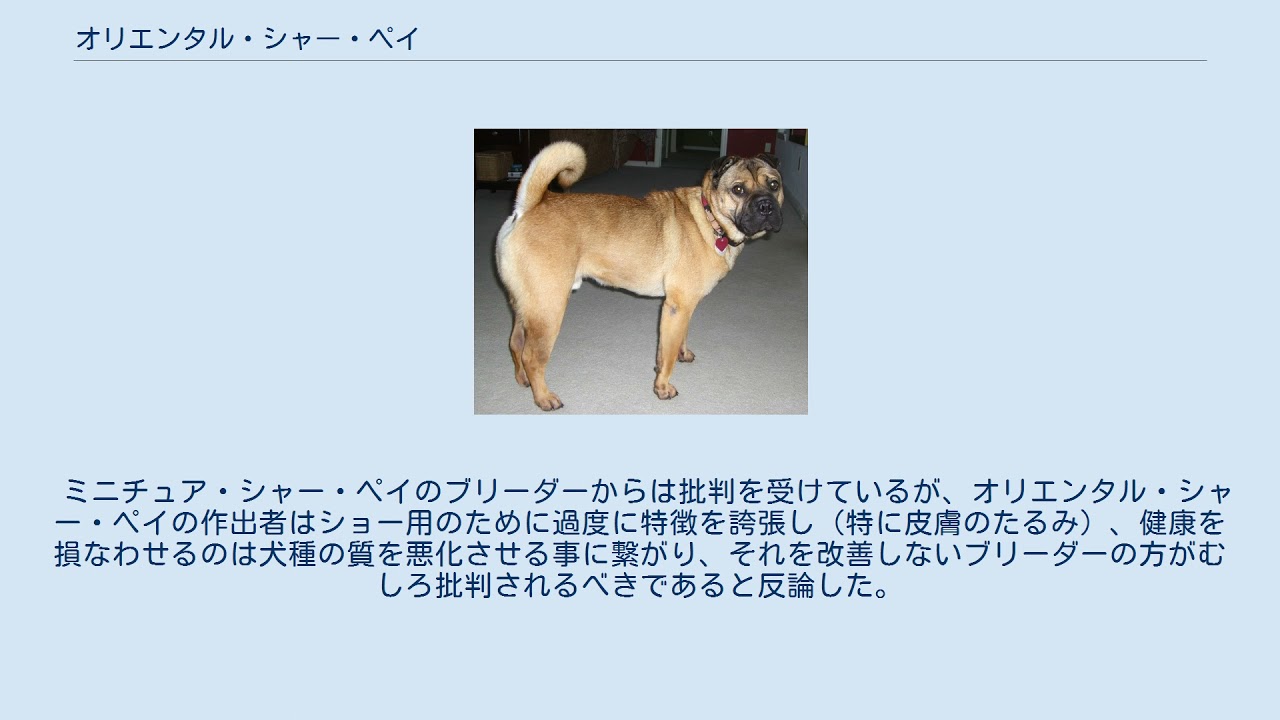 オリエンタル シャー ペイ Youtube