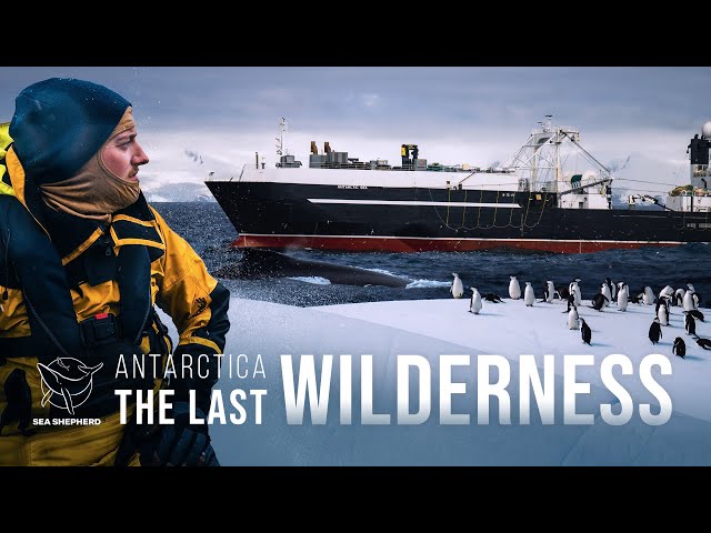 Antarctica: The Last Wilderness class=