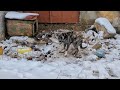 Dog found chained in freezing cold guarding abandoned building