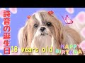 【シーズー】詩音は18歳 になりました(人間で88歳)Happy birthday to shion(may 10day)#shihtzu #シーズー #dog #犬 #happybirthday