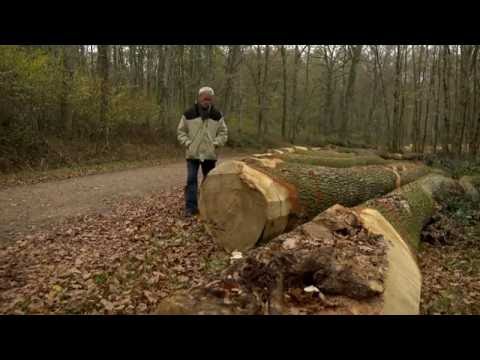 Vidéo: Comment Vendre Une Forêt