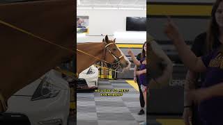 Welcome to the Family: Tint World - Where Every Customer is Part of the Team #franchise #shorts