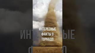 Факт 26 #tiktok #youtube