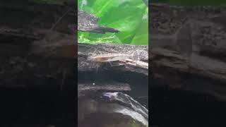 Malaya Shrimp (fresh water)