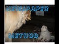 House Training Your Puppy- Newspaper Method House Training Your Puppy- Newspaper Method