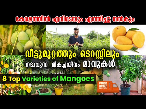 വീട്ടുമുറ്റത്തും ടെറസ്സിലും നടാവുന്ന മികച്ചയിനം മാവുകൾ | 8 Top Varieties of Mangoes Trees | Mango