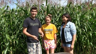 Harvesting Corn - When and How to Harvest Corn | MIgardener