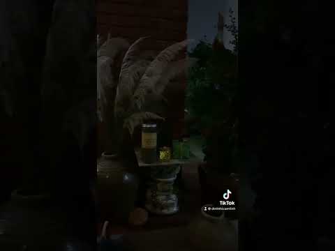 Video Hoa bông lâu - youtube