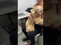 抱っこしてよ〜(アメリカンコッカースパニエル)