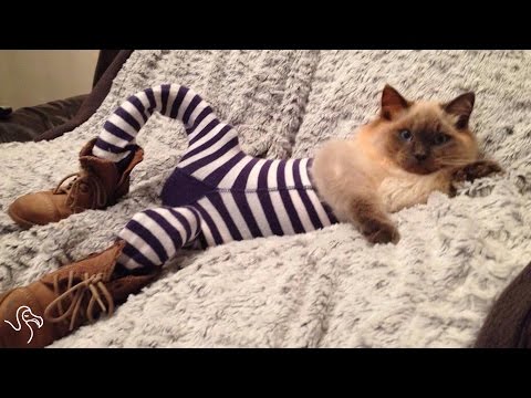 Cats In Tights
