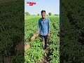 Shimla Mirch Ki Kheti Se Lakho Ki Kamai 🫑🔥 #shorts #short #ytshorts #viral #viralshorts