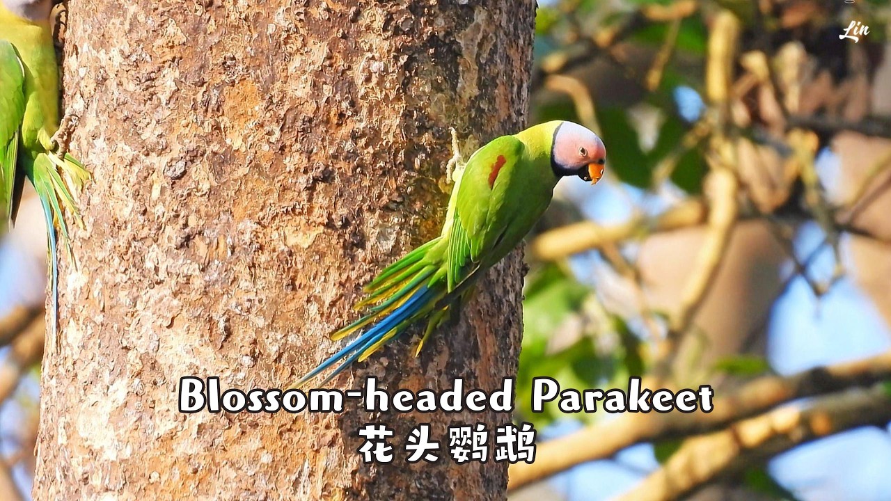 Blossom-headed Parakeet