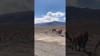 Camels in Naryn