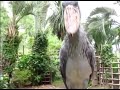 Shoebill stork sound