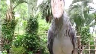 Shoebill stork sound