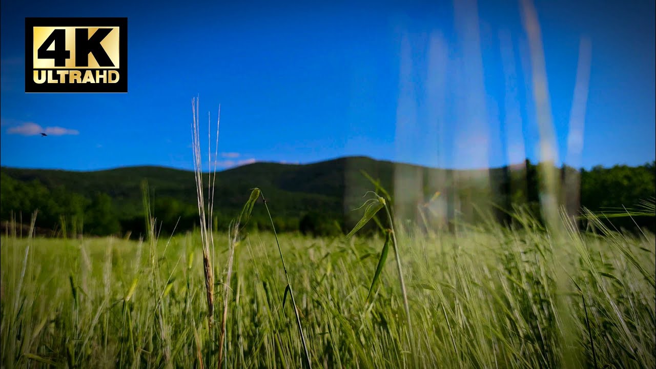 Прерии и удивительная природа (4K)