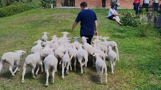 BODER COLLIE O CACHORRO QUE RECOLHE AS OVELHAS SOZINHO  SEU RUBENS