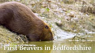 First Beavers in Bedfordshire in over 400 years