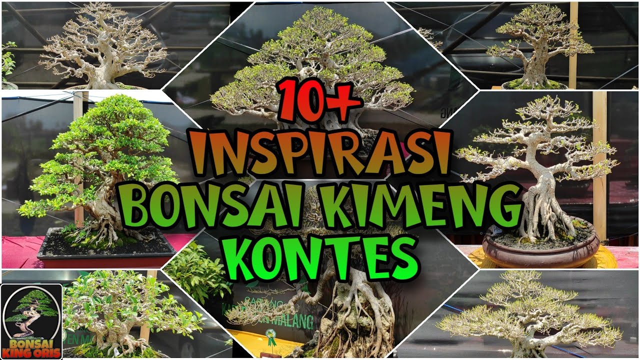 10+ INSPIRASI BONSAI KIMENG KONTES & PAMERAN NASIONAL KAB. MALANG