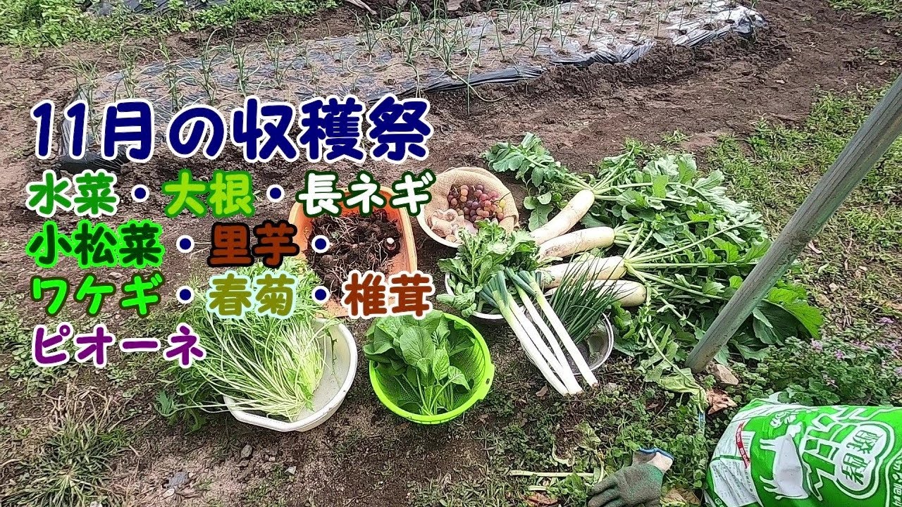 菜園経過と大収穫祭 大根 長ネギ 里芋 小松菜 春菊 水菜 ワケギ 椎茸 ピオーネ Youtube