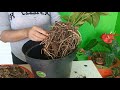 cómo separar un (anturio) para obtener más plantas de una sola maceta.🪴